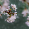 散る花の印象　光なく寂しく・・