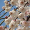 梅の花
