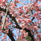 梅の花