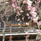 梅の花とお社