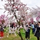 A beautiful spring day in Osaka Castle