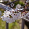 桜　水郷田名にて