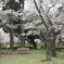 桜散る