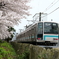 通勤列車の車窓の桜