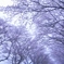 霧の桜並木