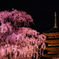 春の夜の夢の如し