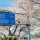 はだの桜みち-4