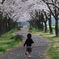 桜道