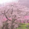 又兵衛桜・・Ⅰ