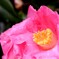 水も滴るいいお花