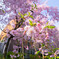 20150406-DSC04061