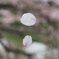 はなびら