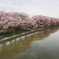花散らし