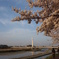 ふれあい黄桜1