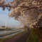 ふれあい黄桜2