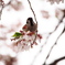 桜乗り雀