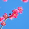 松川湖　梅