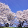 背割りの桜