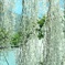 純白ベールの♪
