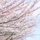 桜並木