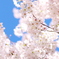 爽春