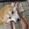 あまえんぼうです