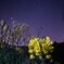 菜の花と星空