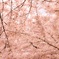 一面桜色