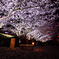 夜桜