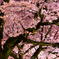 桜に宿る憶い