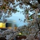 sakura-ressya