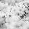 美しい桜