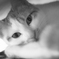 椅子の上で寝るのが好き