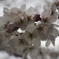 雨桜