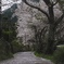 桜道
