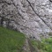 桜のすだれ