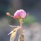 蕾