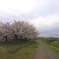 春の河川敷