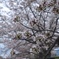 桜　曇り空
