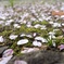 花散らし