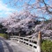 いつも通う道に咲く桜