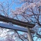 楽しみにしていたこの場所は今年も美しく咲いた
