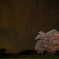 星降る夜の夢みる桜