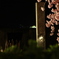 夜桜