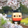 桜ロール