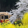 桜咲く小湊鉄道