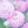 「春の日差しを浴びて」　　～夢見る乙女たち～