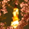 桜 × 東京タワー