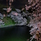 千鳥が淵