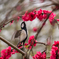 先祖はペンギンさん